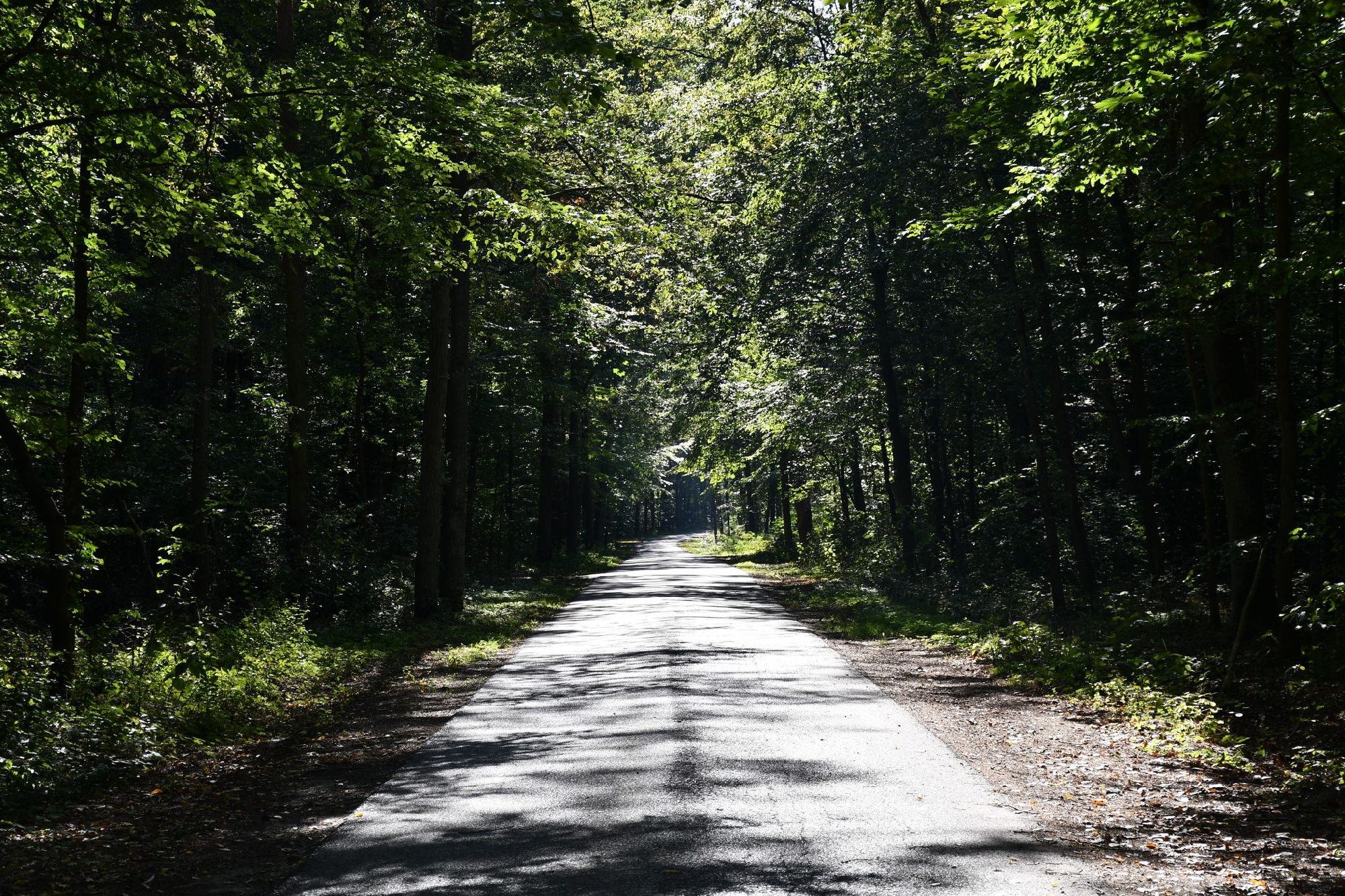 Droga prowadząca do Osady Leśnej